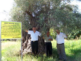 Bin 300 yıllık ağaç  meyve verdi