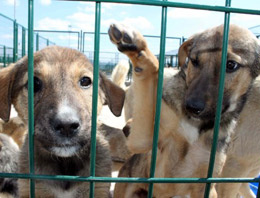 Başıboş köpeklerde kuduz riski!