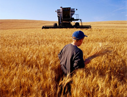 Rusya'da tahıl krizi şimdilik aşıldı