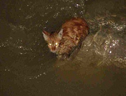 İtfaiye yavru kedi için seferber oldu