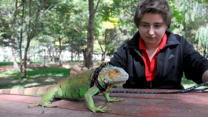 1 metrelik 'iguana'yla parkta dolaşıyor