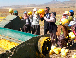 Kayseri'de 'kabak hasadı' başladı